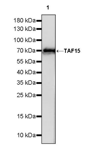 TAF15 Recombinant Rabbit mAb (S-1508-53)