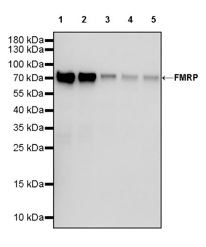 FMRP Recombinant Rabbit mAb (S-1671-1)