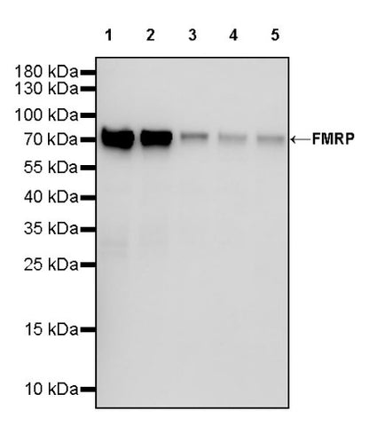 FMRP Recombinant Rabbit mAb (S-1671-1)
