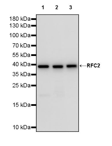 RFC2 Recombinant Rabbit mAb (S-1276-133)