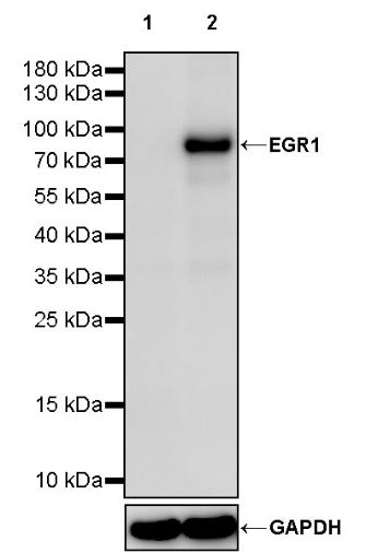 EGR1 Rabbit Polyclonal Antibody
