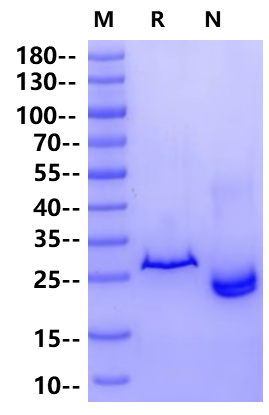 P53 His Tag Protein, Human
