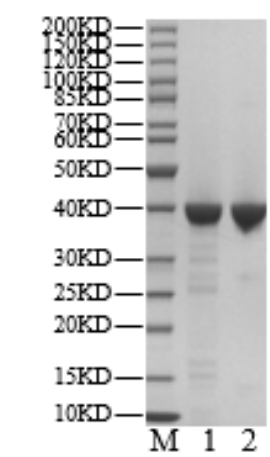 USP21 Protein