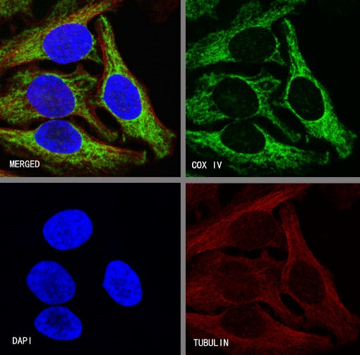 COX IV Rabbit polyclonal antibody