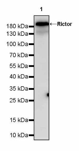 Rictor Recombinant Rabbit mAb (S-2601-26)