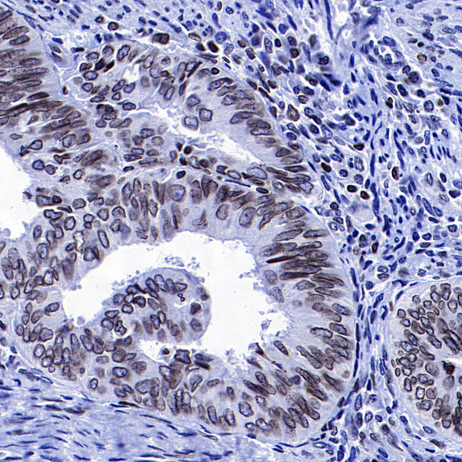 Lamin B1 Recombinant Mouse mAb (S-4865)