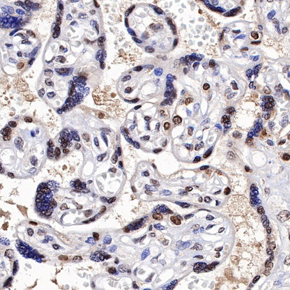 TFE3 Recombinant Rabbit mAb (SDT-760-34)