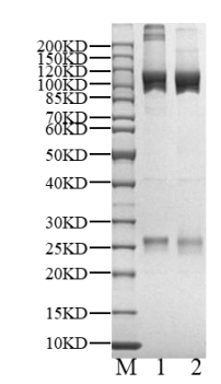 Biotinylated DCAF16/DDB1 Protein, Human