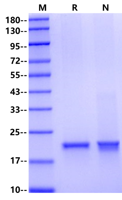 G-CSF Protein, Mouse