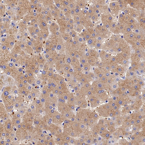 Peroxiredoxin 3 Rabbit Polyclonal Antibody