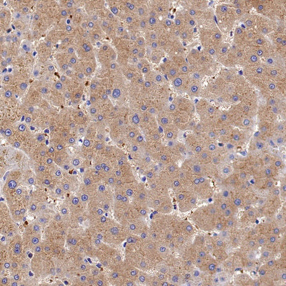 Peroxiredoxin 3 Rabbit Polyclonal Antibody