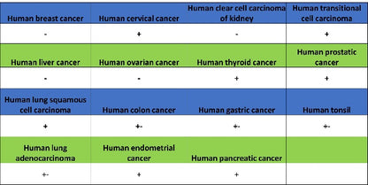 Progranulin Recombinant Rabbit mAb (S-2202-46)