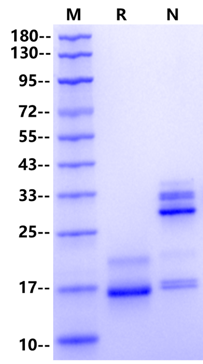 IL-17A Protein, Human