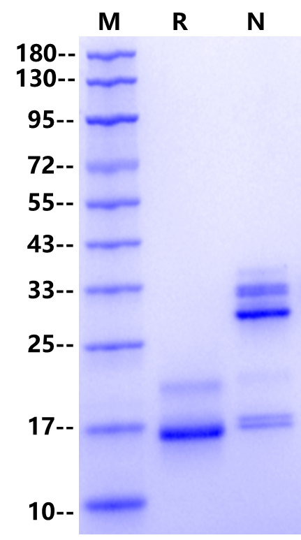 IL-17A Protein, Human