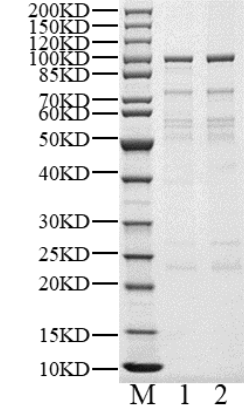 FIP1L1 His&GST Tag Protein, Human