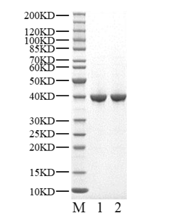 CDK6 Protein