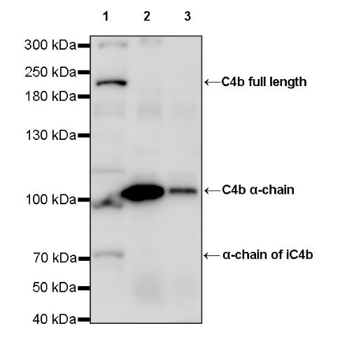 C4b Rabbit Polyclonal Antibody