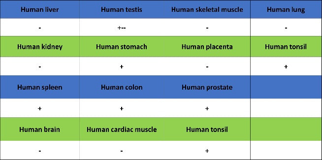 TCF1/TCF7 Recombinant Rabbit mAb (S-3486)