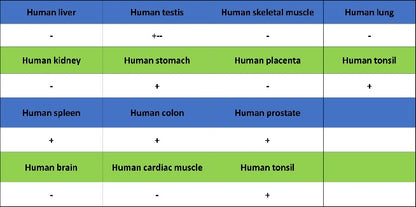 TCF1/TCF7 Recombinant Rabbit mAb (S-3486)