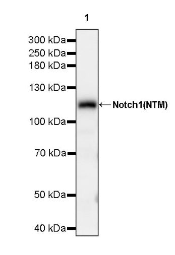 Notch1 Recombinant Rabbit mAb (S-1105-4)