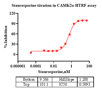 CaMK2α Protein