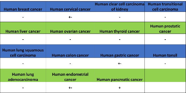 CA4 Recombinant Rabbit mAb (S-2339-24)