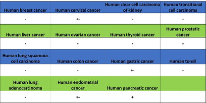 CA4 Recombinant Rabbit mAb (S-2339-24)