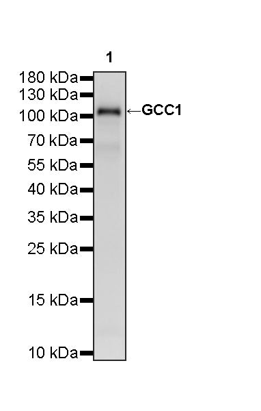 GCC1 Recombinant Rabbit mAb (S-4449-71)