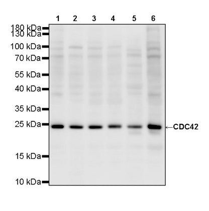 CDC42 Recombinant Rabbit mAb (S-6126)