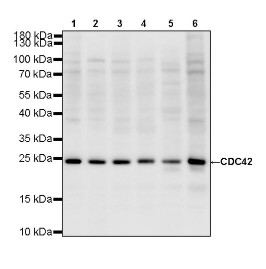 CDC42 Recombinant Rabbit mAb (S-6126)