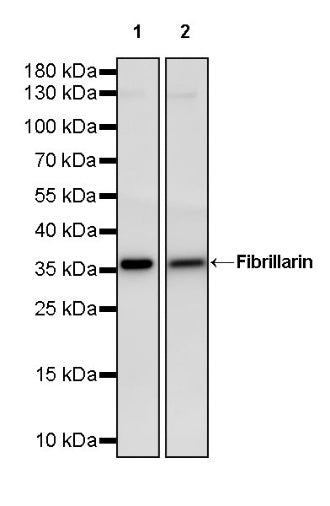 Fibrillarin Recombinant Rabbit mAb (S-1718-171)