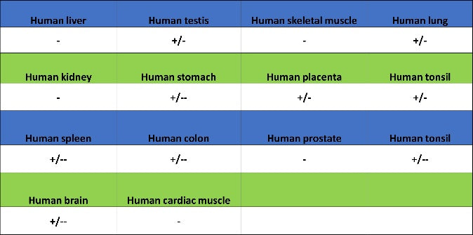 ATG7 Recombinant Rabbit mAb (S-1279-201)
