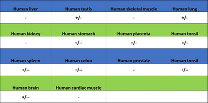 ATG7 Recombinant Rabbit mAb (S-1279-201)