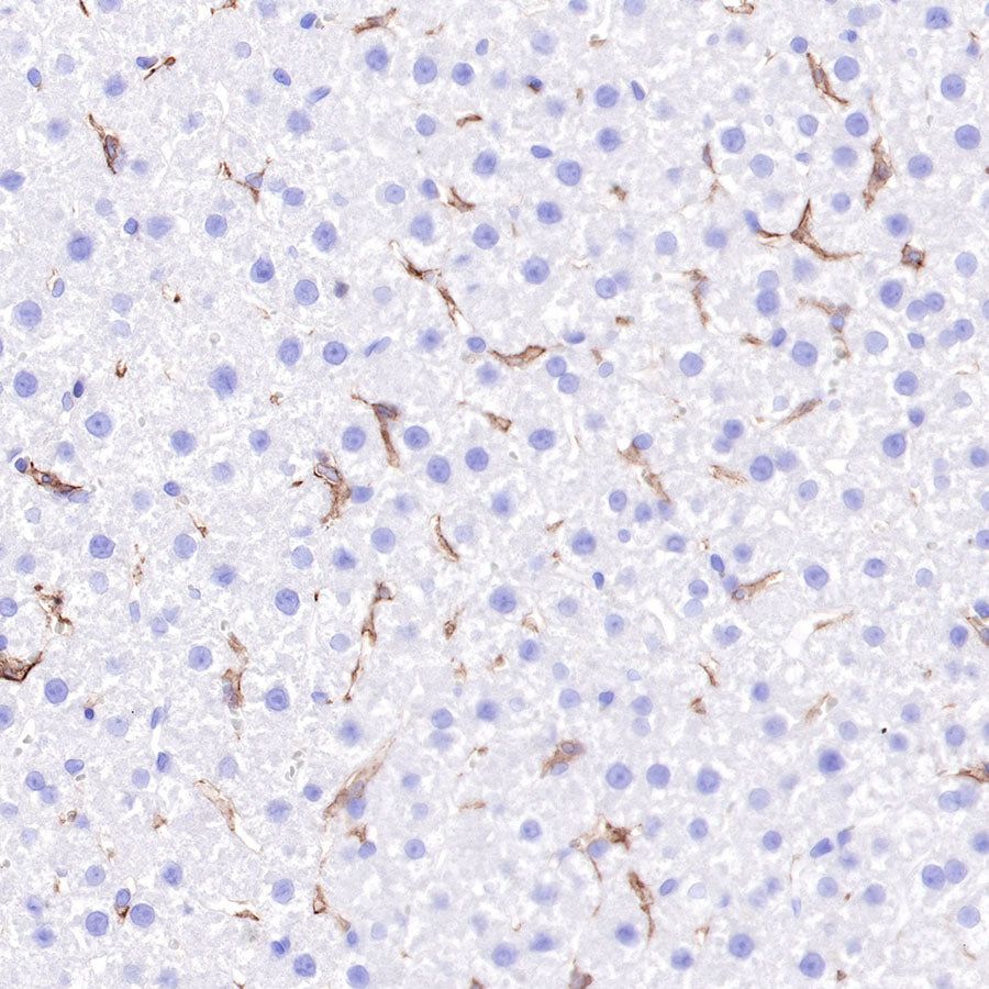 S-RMab® CD16a Recombinant Rabbit mAb,PBS Only (SDT-366-45)