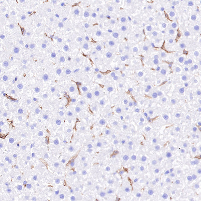 S-RMab® CD16a Recombinant Rabbit mAb,PBS Only (SDT-366-45)