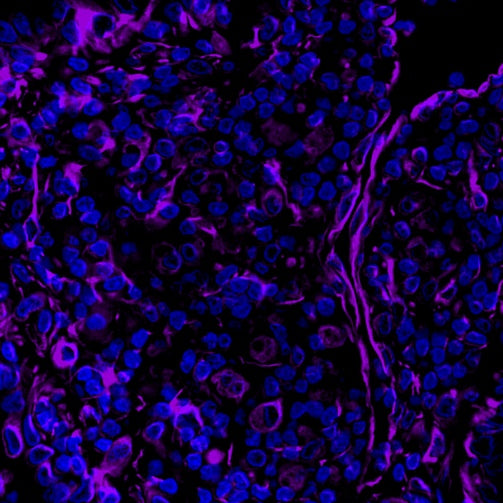 Vimentin Recombinant Rabbit mAb (Alexa Fluor® 700 Conjugate) (S-029-20)
