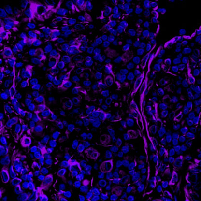 Vimentin Recombinant Rabbit mAb (Alexa Fluor® 700 Conjugate) (S-029-20)