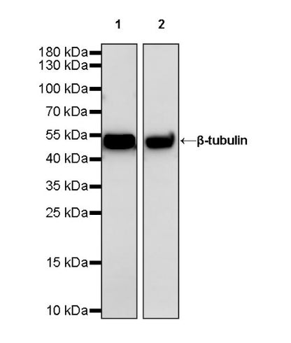 β-tubulin Recombinant Rabbit mAb (HRP Conjugate) (S-R014)