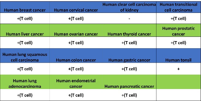 CD5 Recombinant Rabbit mAb (SDT-2570-53)