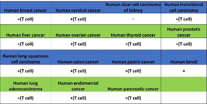 CD5 Recombinant Rabbit mAb (SDT-2570-53)