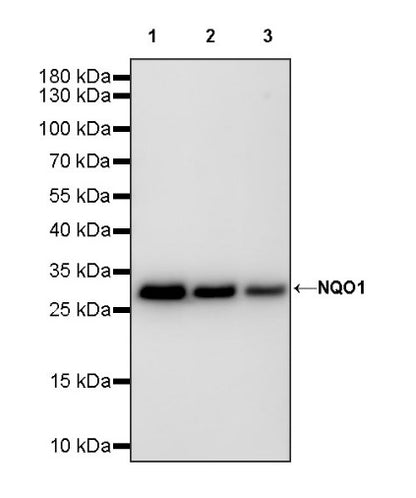 NQO1 Recombinant Rabbit mAb (S-1672-2)