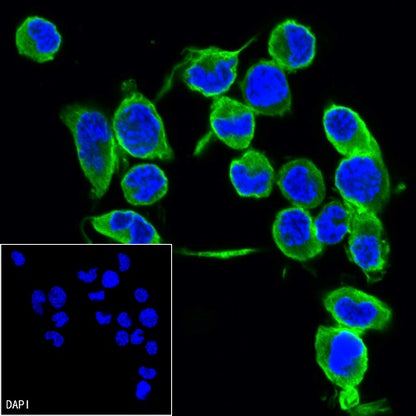 Beta IV Tubulin Rabbit polyclonal antibody