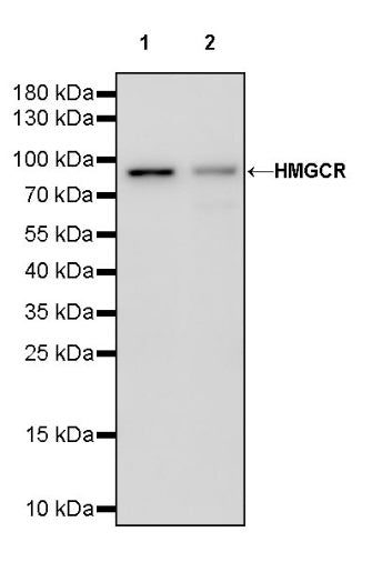HMGCR Recombinant Rabbit mAb (S-1674-153)