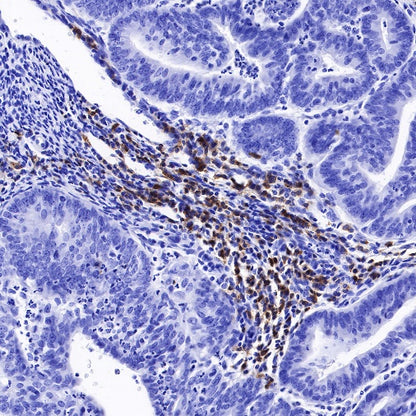 CD27 Mouse mAb (S-568-1)