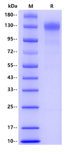 ACE2 hFc Tag Protein, Human