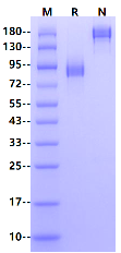 Biotinylated IL-6R alpha/CD126 Fc&Avi Tag Protein, Human