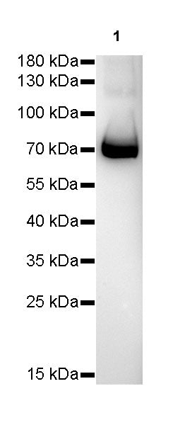 FUBP1 Recombinant Rabbit mAb (SDT-R060)