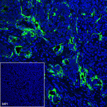 S-RMab® Cytokeratin 7 Recombinant Rabbit  mAb,PBS Only (SDT-121-17)