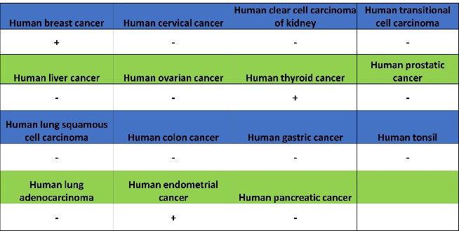PDE4 Recombinant Rabbit mAb (S-2598-147)