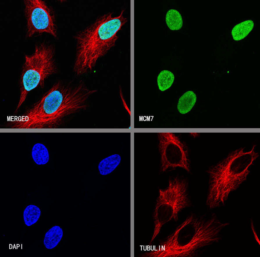 MCM7 Recombinant mAb (SDT-062-18)